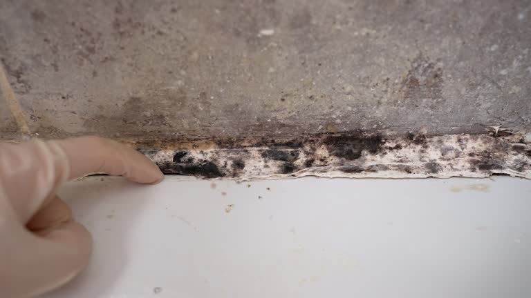 Best Indoor Air Quality Assessment  in Kensington Park, FL