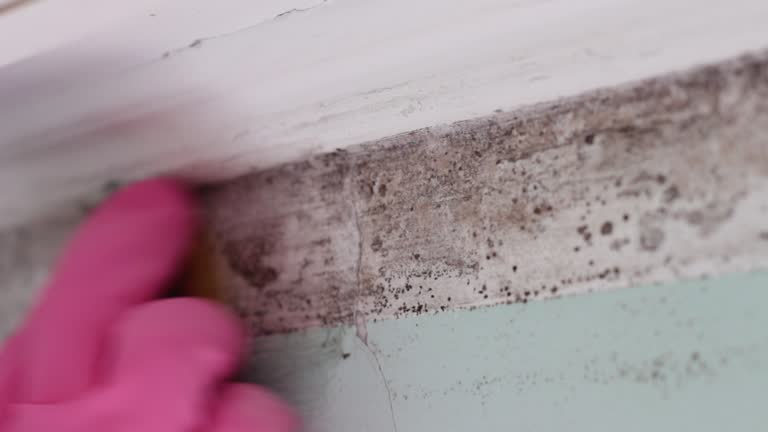 Best Mold Odor Removal Services  in Kensington Park, FL